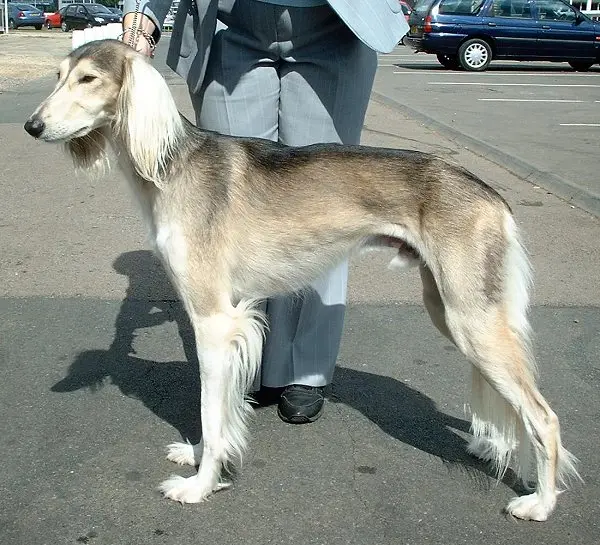 Saluki 600