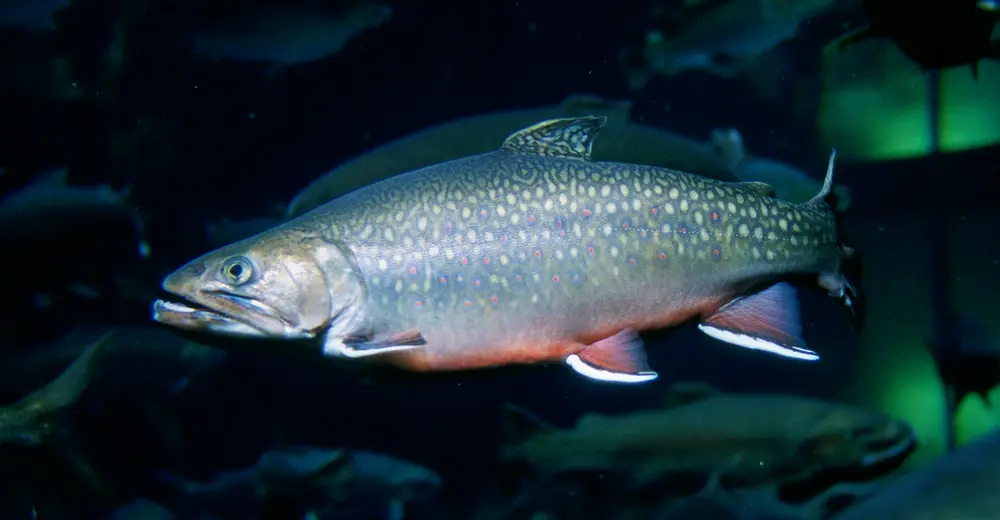 Salvelinus fontinalis