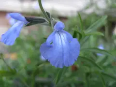 Salvia
