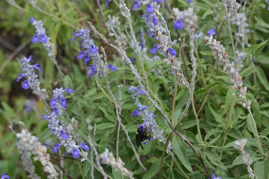 Mealy Blue Sage (Salvia farinacea) - Lamiaceae family