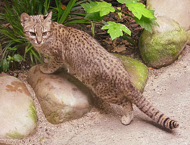 Salzkatze