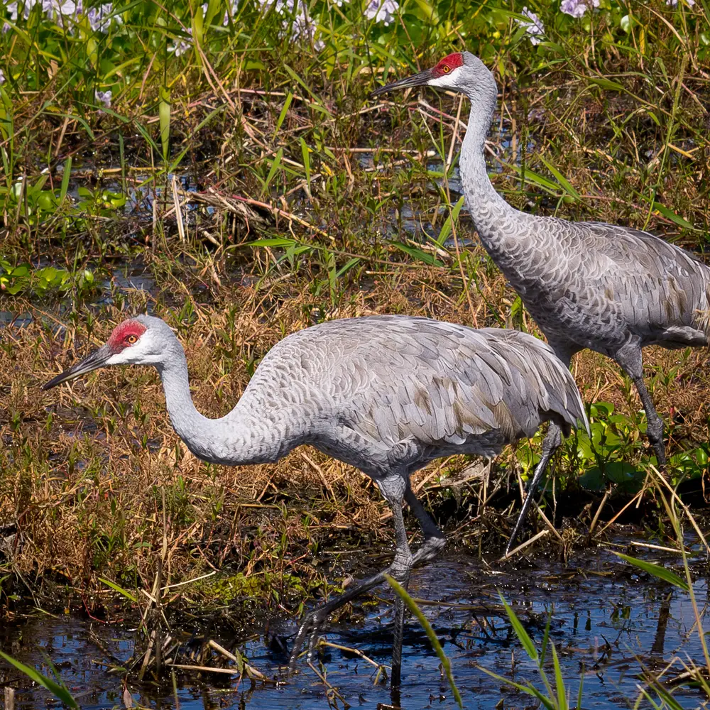 Grus Canadensis
