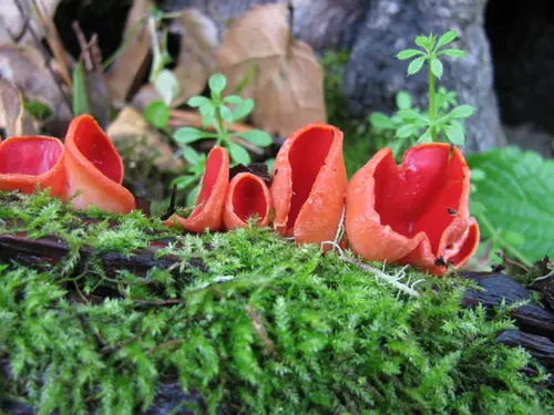 Sarcoscypha coccinea 74716