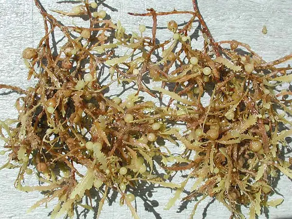 Sargassum weeds close up Sargassum muticum