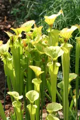 Sarracenia flava (Yellow pitcher plant)