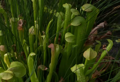 Sarracenia minor (Hooded pitcher plant)