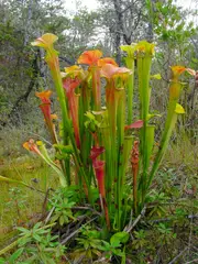 Sarracenia oreophila (Green pitcher plant)