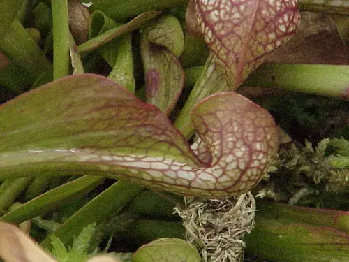 Sarracenia psittacina (Parrot pitcher plant)