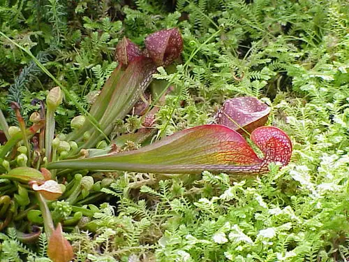 Sarracenia psittacina (Parrot pitcher plant)