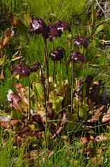 Sarracenia purpurea (Purple pitcher plant)