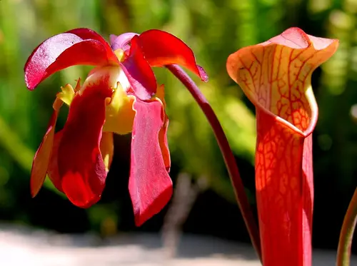 Sarracenia rubra (Sweet pitcher plant)