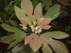 Sassafras