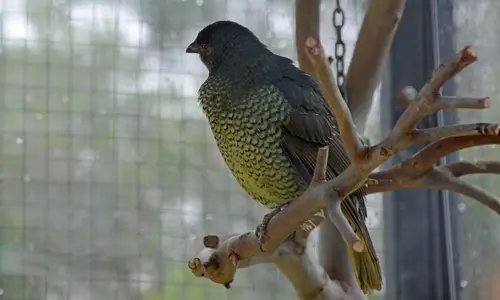 SatinBowerbird 4181