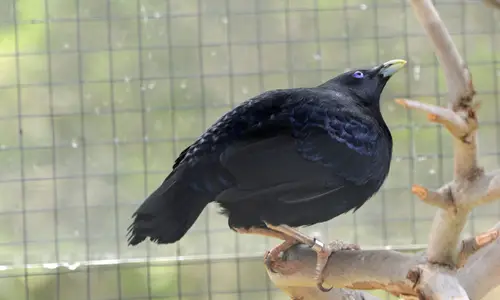 SatinBowerbird 4183