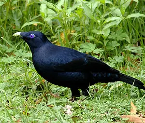Satinbowerbirdmale