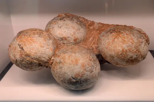 Sauropod eggs (on display at the Melbourne Museum, Australia)