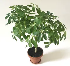Schefflera arboricola (Dwarf Umbrella Tree)