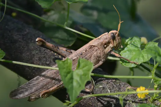 Bird Grasshopper (Schistocerca sp.)