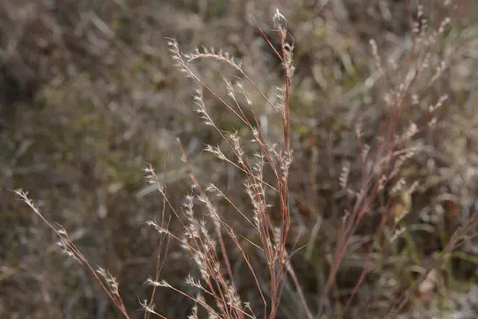 Little Bluestem (Schizachyrium scoparium)