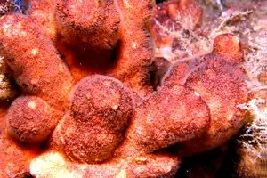 Schizobrachiella sanguinea