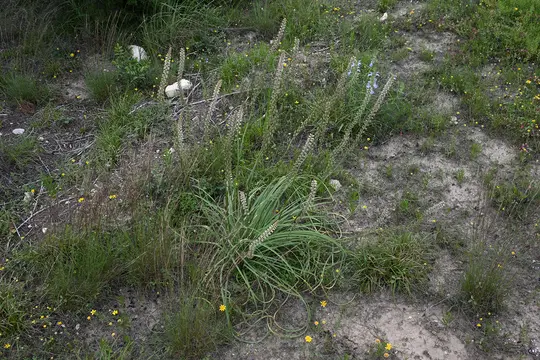 Green Lily (Schoenocaulon texanum)