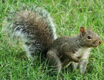 Gray Squirrel Squirrels and Chipmunks