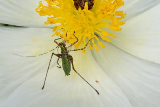 Fork-Tailed Bush Katydid (Scudderia furcata)