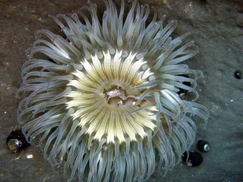 Anthopleura sola (Sunburst Anemone)