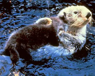 Sea Otter Coasts of the North Pacific Ocean