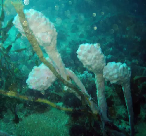 Pyura spinifera (Sea Tulips)