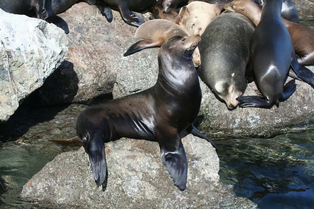 Zalophus californianus