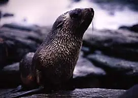 Arctocephalus gazella