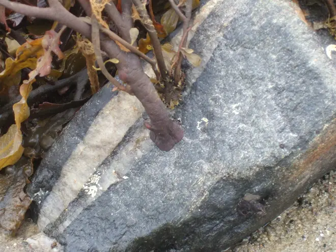 Seaweed holdfast