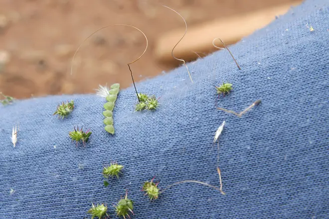 Seeds atached to trouser leg