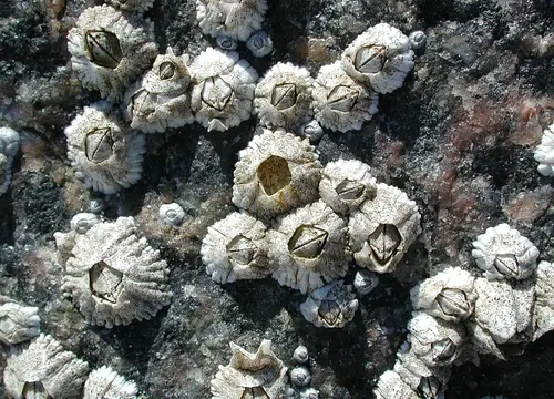 Semibalanus balanoides (Rock Barnacle)