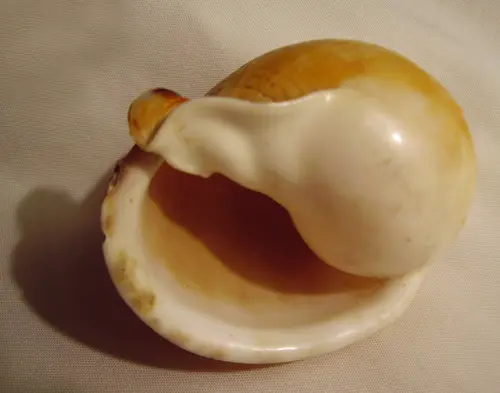 Semicassis pyrum (base)
