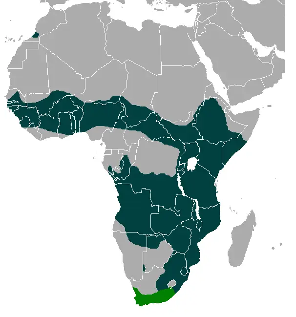 Serval range