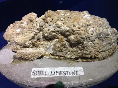 Shell Limestone