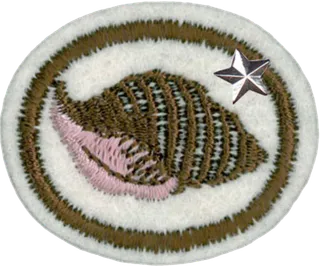 Shells - Advanced patch