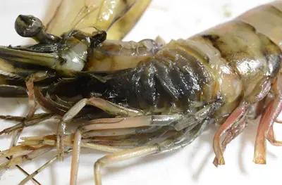 Shrimp 0491