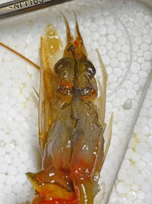 Shrimp 0645