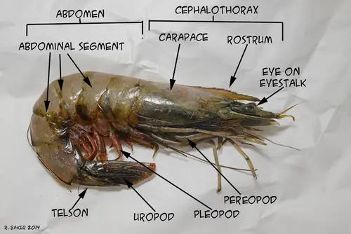ShrimpAnatomy 0480 edited-W