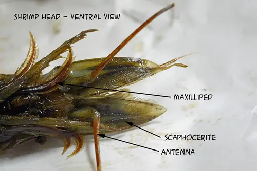 ShrimpHead 0502 W