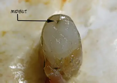 ShrimpMidgut 0505 W