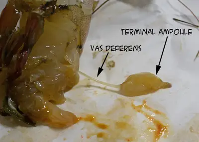 ShrimpReproductive 0507 P
