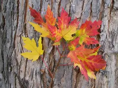 Silver maple 5058