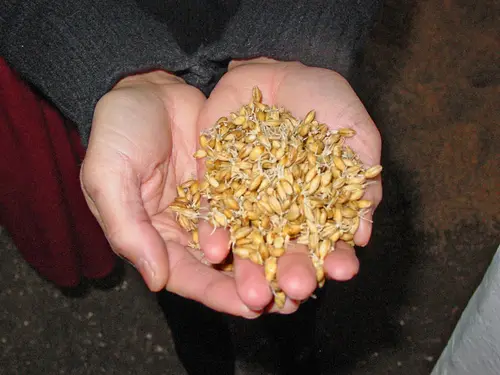 Sjb whiskey malt