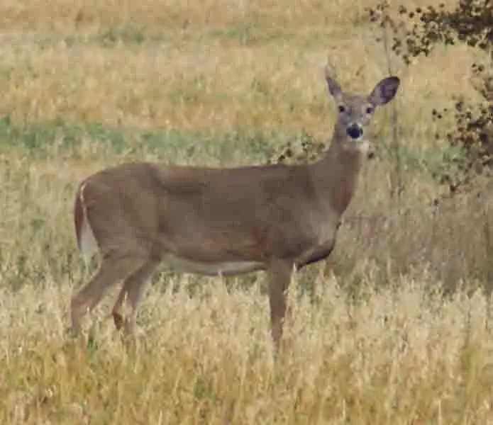 Odocoileus virginianus