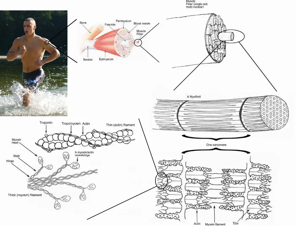Skeletal muscle