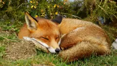 Fox